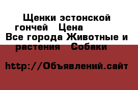Щенки эстонской гончей › Цена ­ 7 000 - Все города Животные и растения » Собаки   